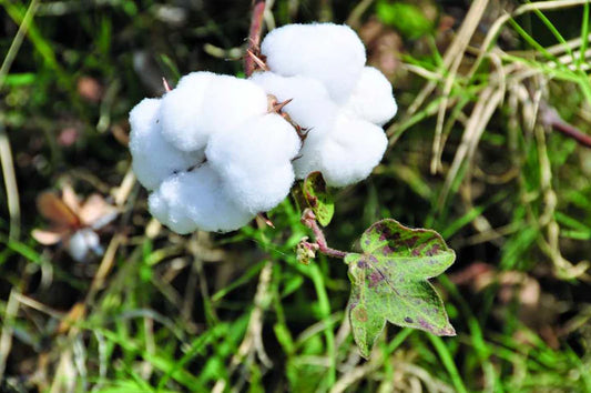 Learning The Difference Between Conventional Cotton Vs Organic Cotton